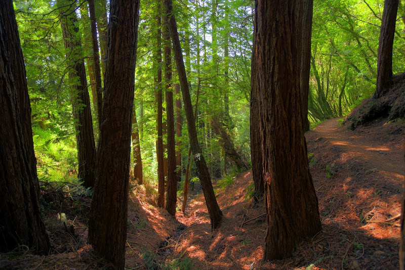 Muir Woods Hike 4