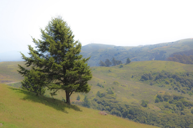 Muir Woods Hike 1