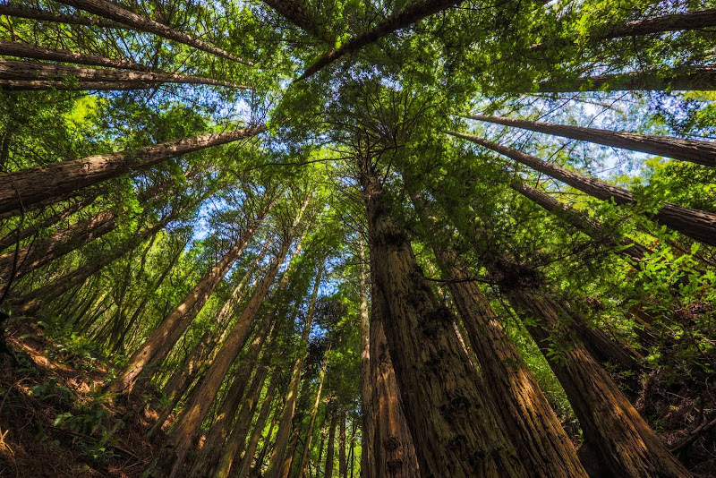 Muir Woods Hike 2