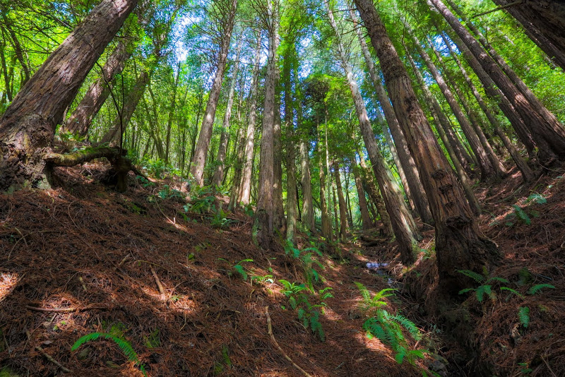 Muir Woods Hike 3