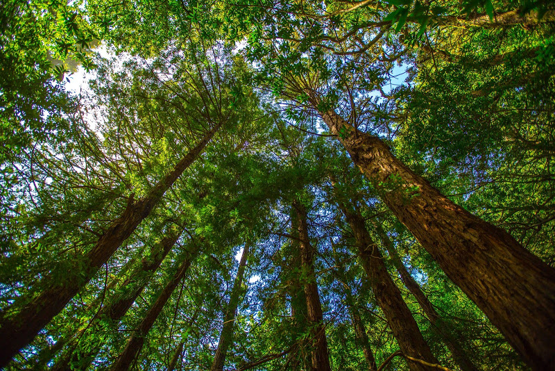 Muir Woods Hike 5