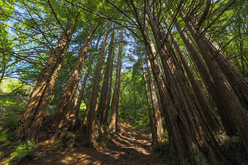 Muir Woods Hike 6