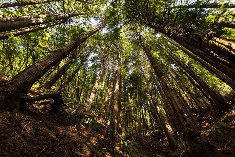 Muir Woods Hike 7