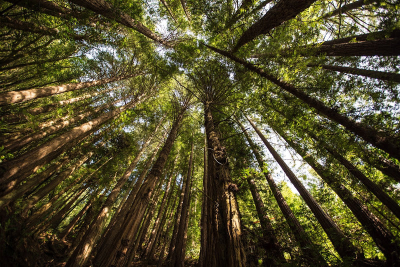 Muir Woods Hike 8